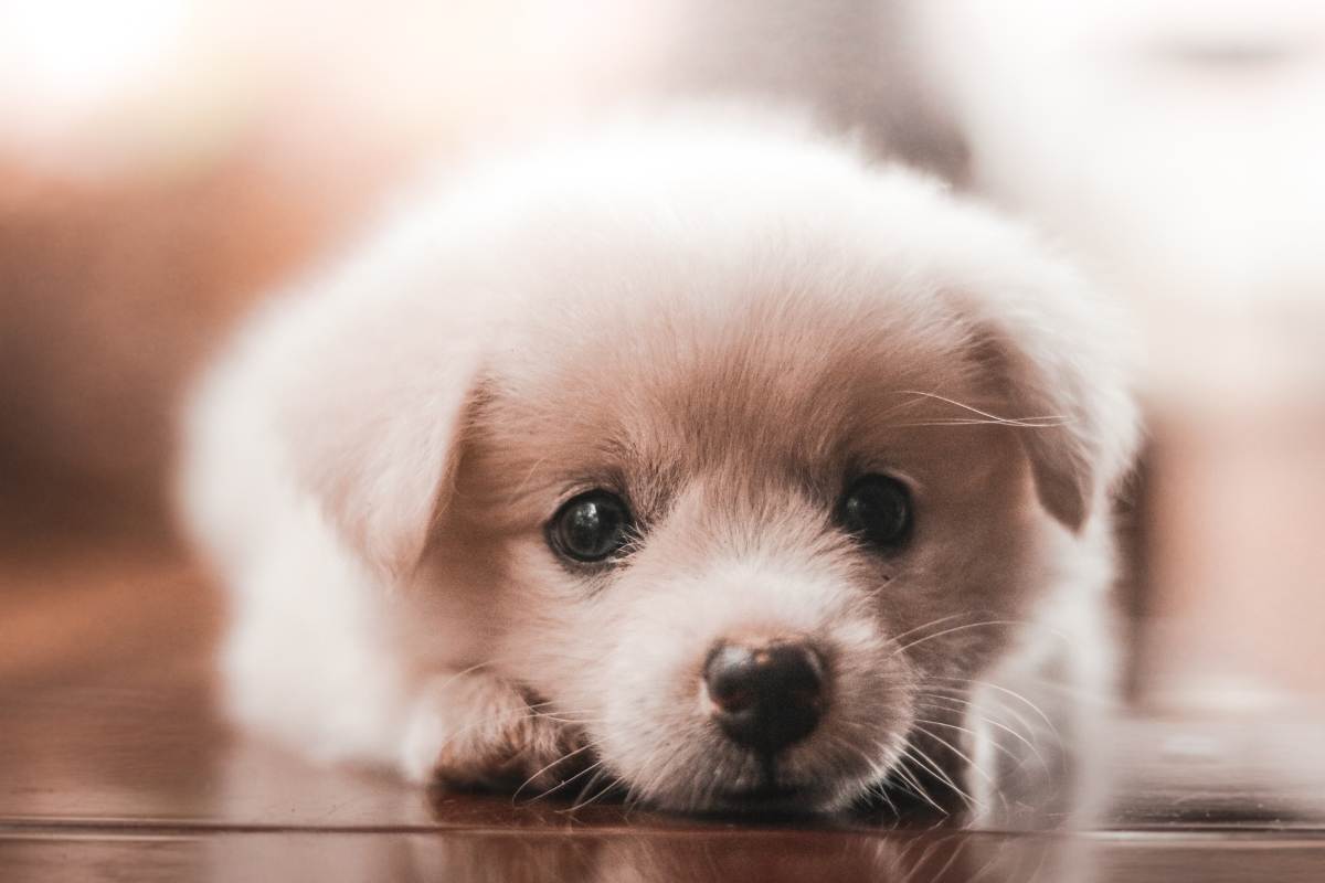 Come insegnare al tuo cucciolo