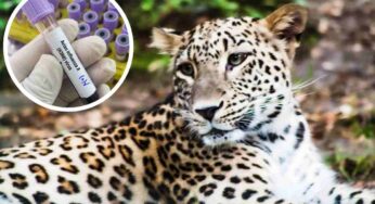 Un’epidemia si è diffusa tra gli animali: cosa si rischia