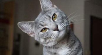 Perché il gatto fa la pasta: motivi e significato