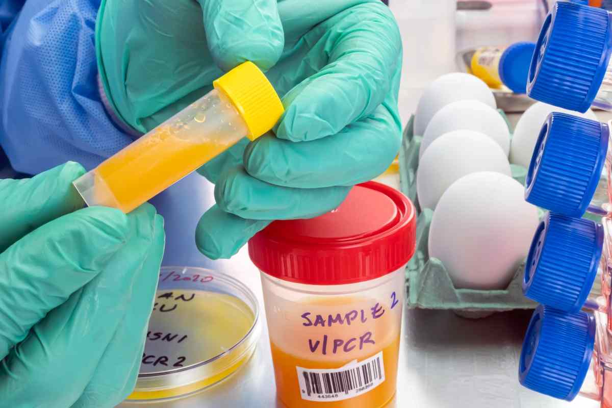 Influenza aviaria quali i rischi