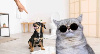 Come si possono sgridare il cane e il gatto quando sbagliano? Tutte le risposte