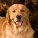 Golden Retriver aiuta cuccioli