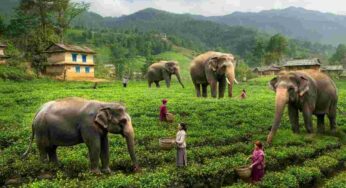 Il villaggio nepalese che ha trovato la pace con gli elefanti