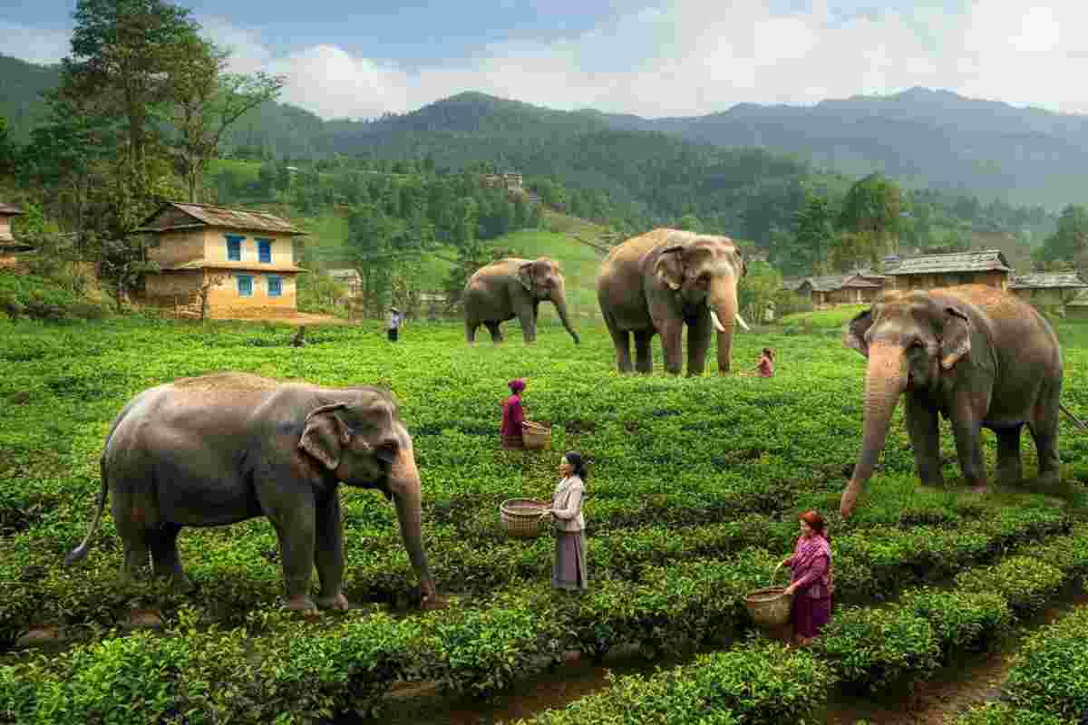 Il villaggio nepalese che ha trovato la pace con gli elefanti