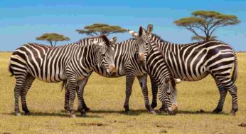 Scopri le 5 curiosità sorprendenti sulla giornata internazionale della zebra e l’ultima che ti lascerà a bocca aperta