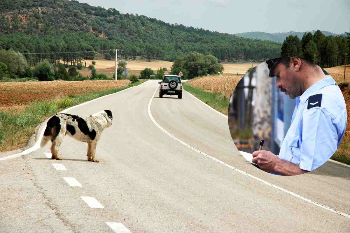 Abbandono animali cosa dice il codice della strada