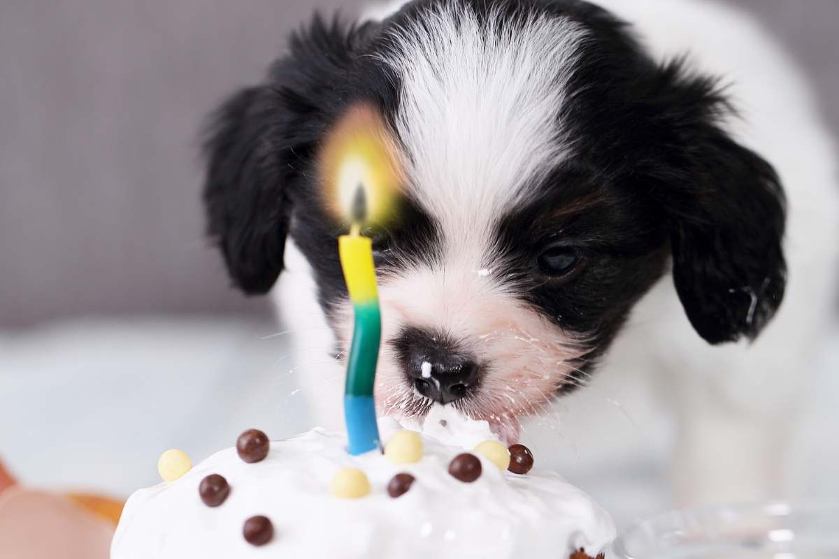 Dolci da non dare ai cani