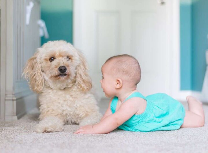 rapporto tra cane e bambino