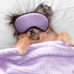Il cane trema mentre dorme