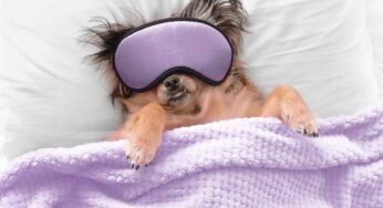 Perchè il tuo cane trema quando sogna: cosa fare e quando preoccuparsi