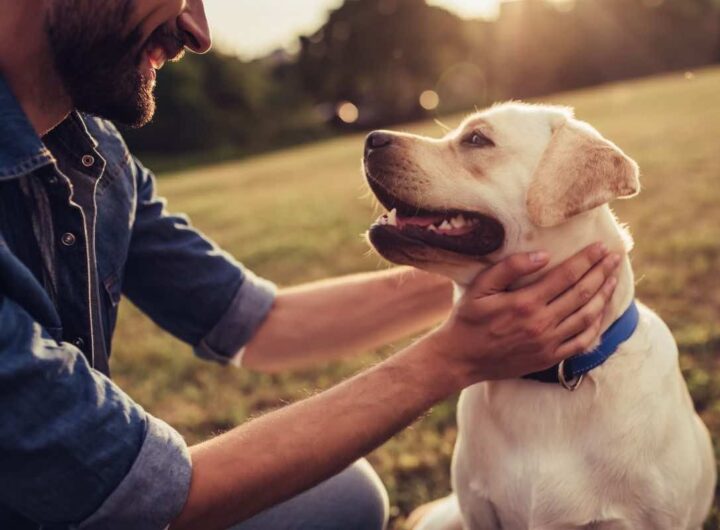 qual è il linguaggio dei cani