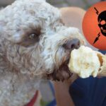 Dolci nocivi per i cani