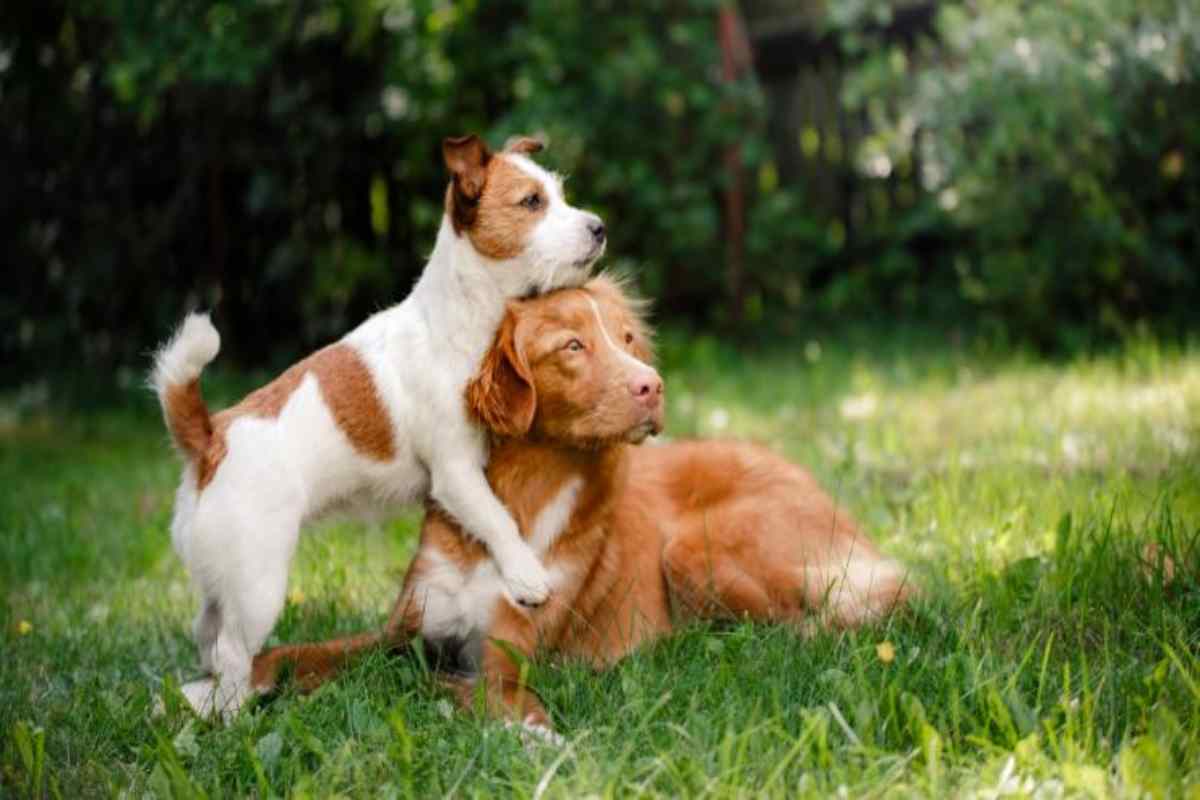 I cani possono essere inseriti nei testamenti