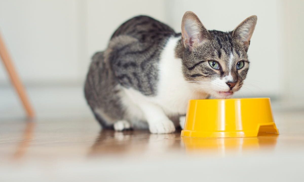 Alimenti nocivi per il gatto