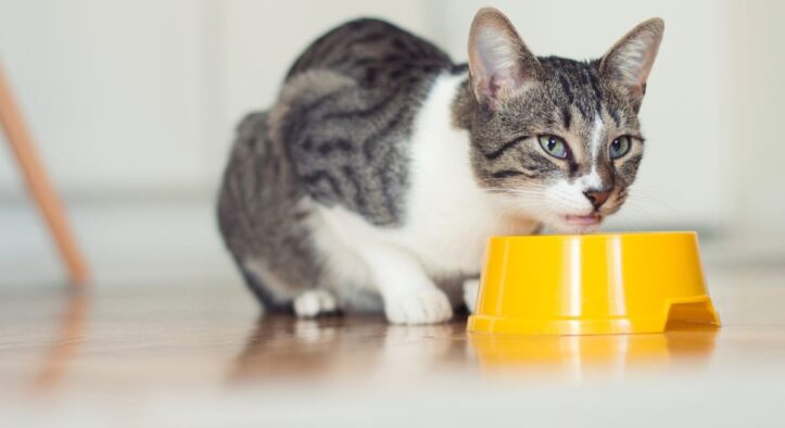 Alimentazione e gatti: i segreti per un pelo e una cute in salute