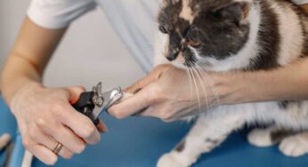 Non tagliare più le unghie al tuo gatto: ecco perché può essere molto pericoloso