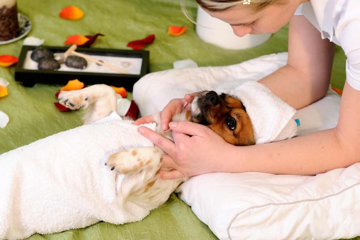 Perché il cane trema nel sonno