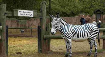 Asini travestiti da zebre: il curioso stratagemma di uno zoo cinese per attrarre visitatori