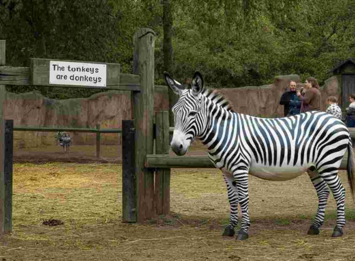 Asini travestiti da zebre: il curioso stratagemma di uno zoo cinese per attrarre visitatori