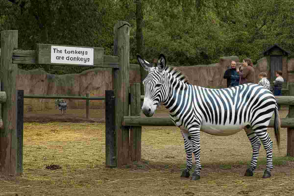 Asini travestiti da zebre: il curioso stratagemma di uno zoo cinese per attrarre visitatori