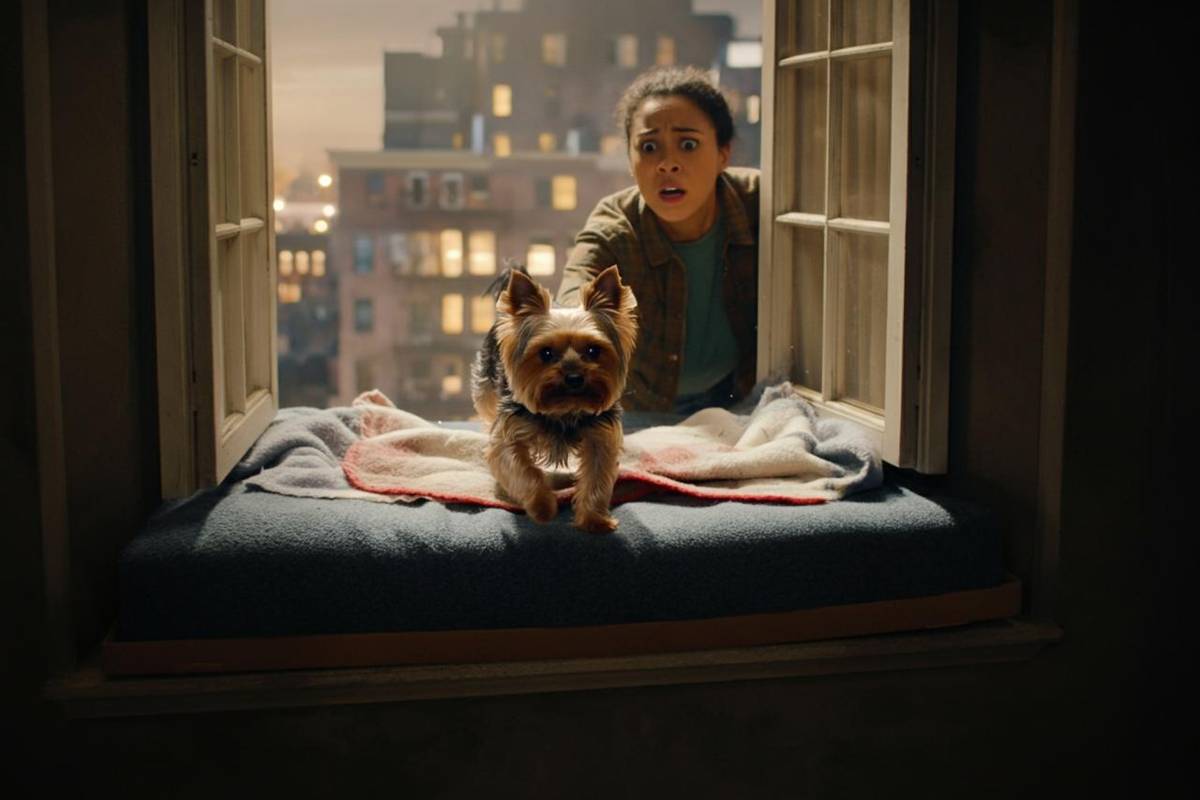 Cagnolina salva dalla finestra: il sorprendente intervento della vicina con una scatola