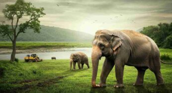 Elefante carica un bulldozer in un tentativo di allontanamento: il drammatico incontro finisce in ferite