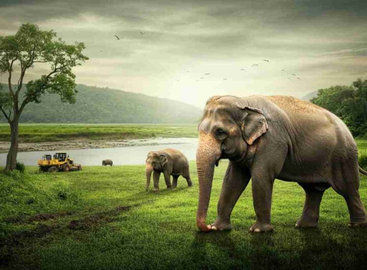 Elefante carica un bulldozer in un tentativo di allontanamento: il drammatico incontro finisce in ferite