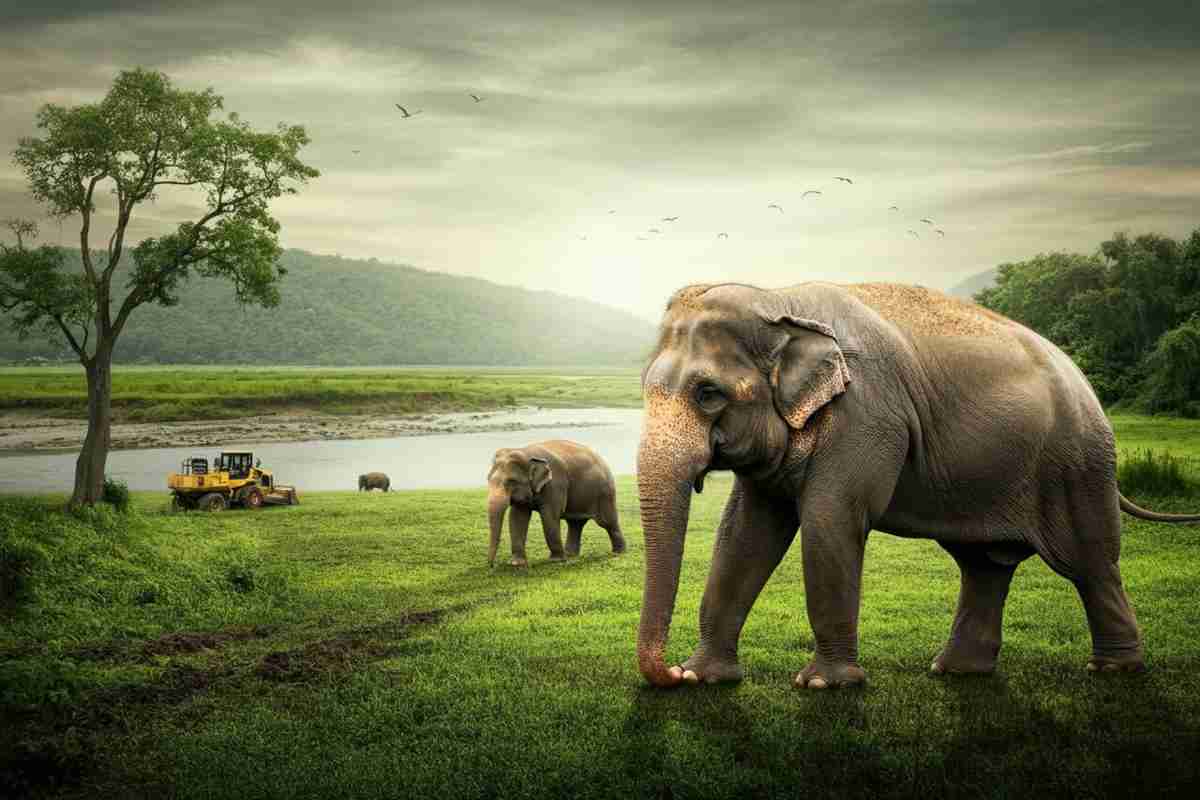 Elefante carica un bulldozer in un tentativo di allontanamento: il drammatico incontro finisce in ferite