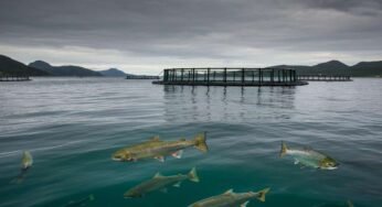 Fuga di salmoni in Norvegia: ricompensa per chi riesce a catturarli