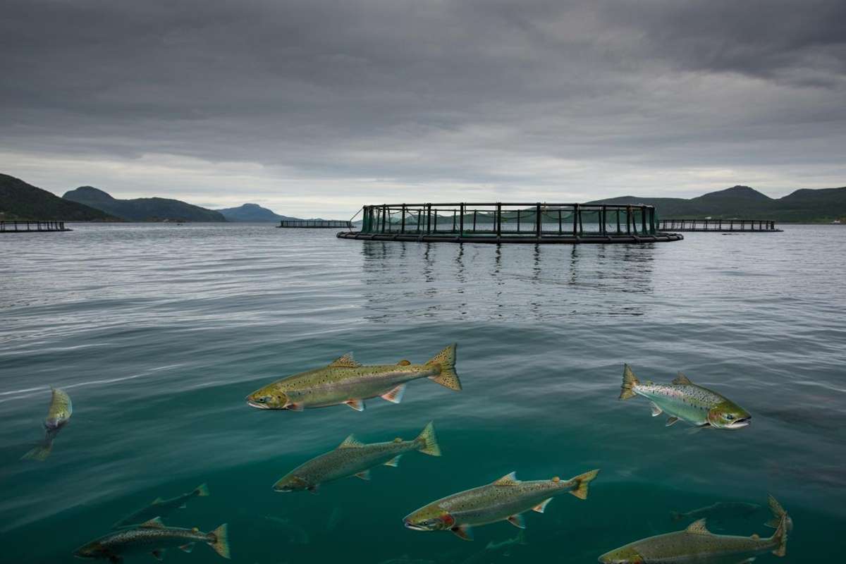 Fuga di salmoni in Norvegia: ricompensa per chi riesce a catturarli