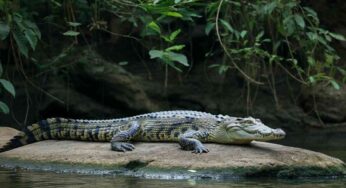 Il coccodrillo siamese che sorprende il mondo: ecco il video virale del suo sole in Thailandia