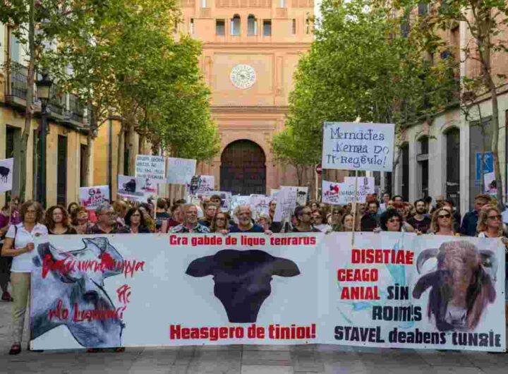 Il futuro della corrida in Spagna: 715mila firme spingono il Parlamento a una decisione cruciale
