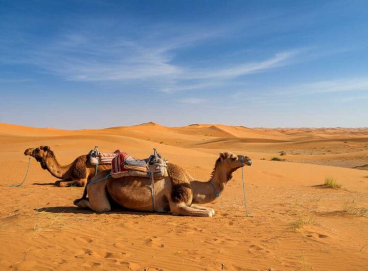 Il lato nascosto del turismo sui cammelli: un'esperienza disumana sotto il sole cocente