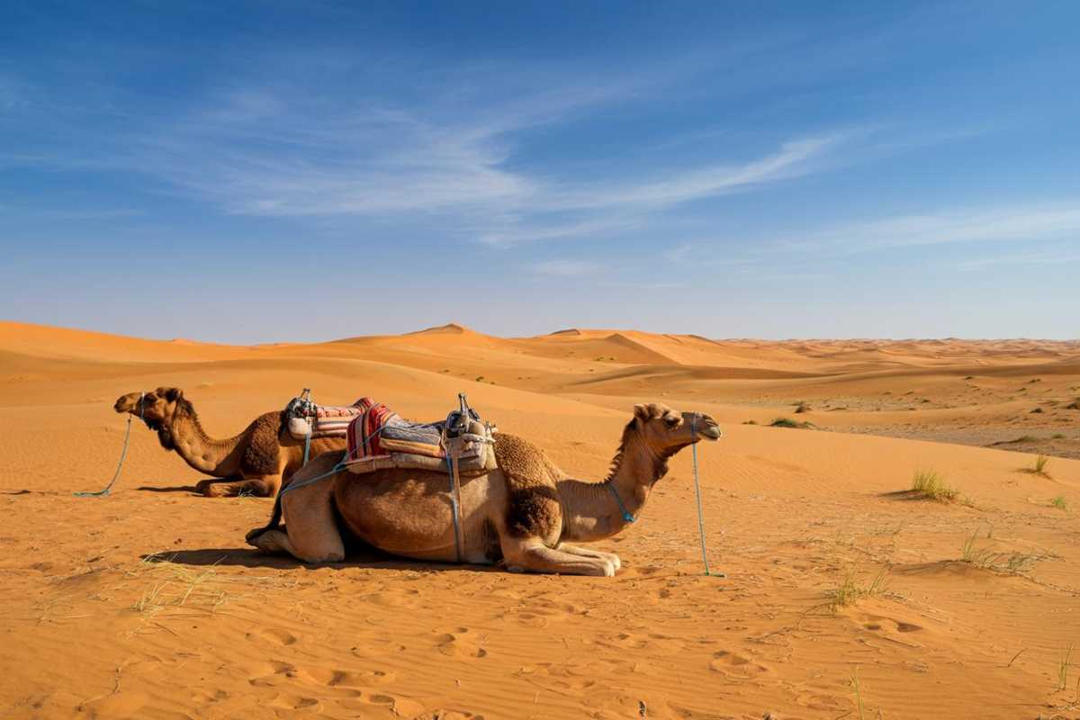 Il lato nascosto del turismo sui cammelli: un'esperienza disumana sotto il sole cocente