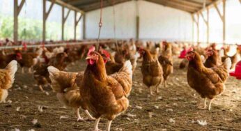 Il mistero del pollo KFC: oltre 50mila persone chiedono un cambiamento negli allevamenti intensivi