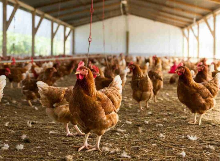 Il mistero del pollo KFC: oltre 50mila persone chiedono un cambiamento negli allevamenti intensivi