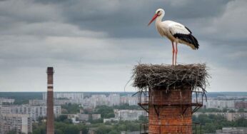 La cicogna solitaria: un simbolo di tristezza in un nido trasformato in supermercato