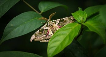 La falena che inganna i predatori trasformandosi in una foglia tridimensionale