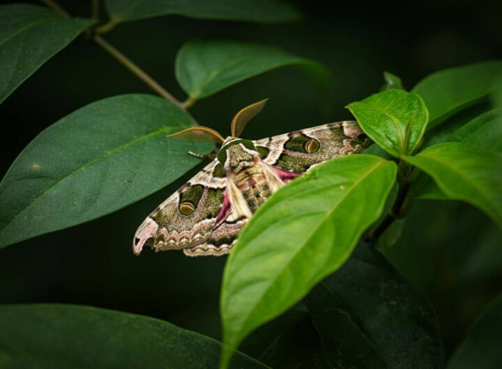 La falena che inganna i predatori trasformandosi in una foglia tridimensionale