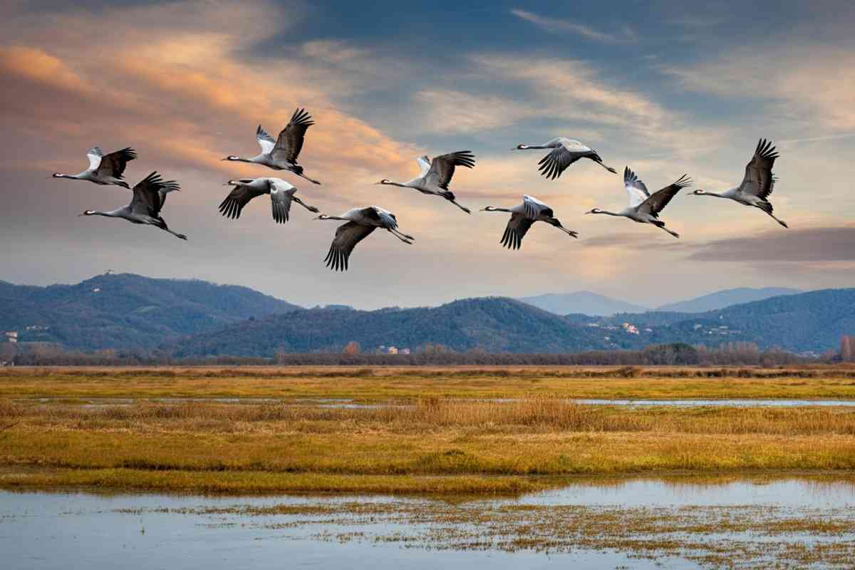 La magia della migrazione delle gru nei cieli della Liguria: scopri i video spettacolari