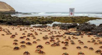 La sorprendente invasione di granchi che ha chiuso una delle spiagge più celebri del Perù