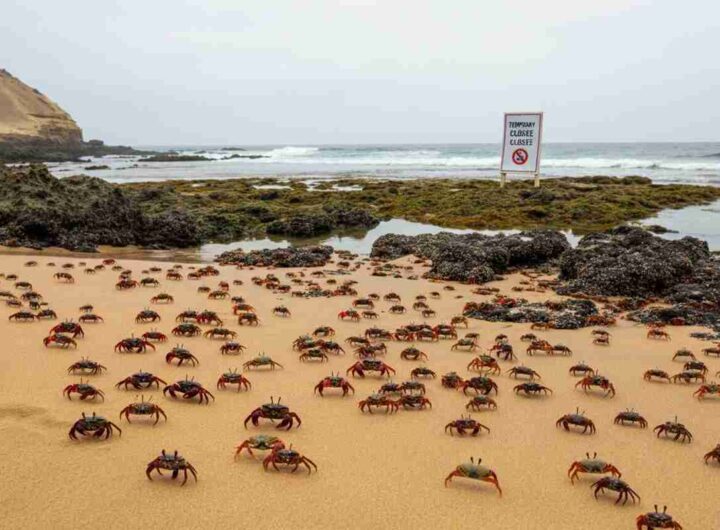 La sorprendente invasione di granchi che ha chiuso una delle spiagge più celebri del Perù