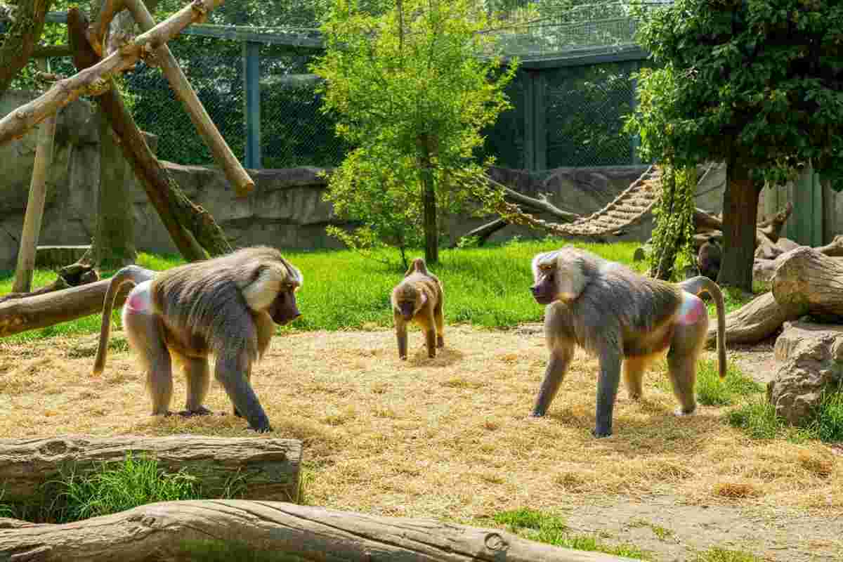 La vera faccia della crudeltà: l'abbattimento dei babbuini a Norimberga