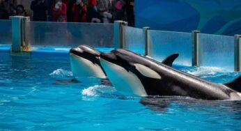 Orche in cattività: il drammatico grido di aiuto di Marineland