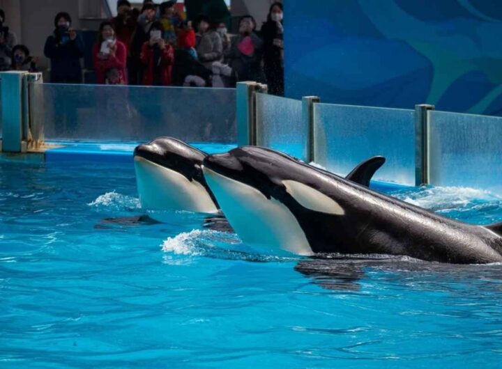 Orche in cattività: il drammatico grido di aiuto di Marineland