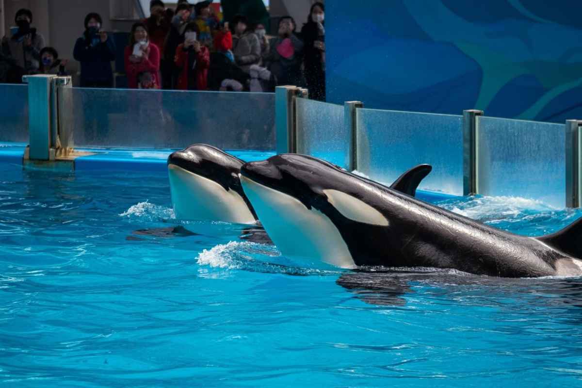 Orche in cattività : il drammatico grido di aiuto di Marineland