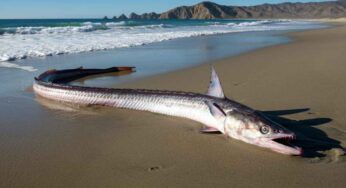 Pesce remo spiaggiato: un presagio di catastrofi naturali? Scopriamo la verità
