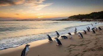 Pinguini: la sorprendente verità sulla loro vita amorosa in Australia