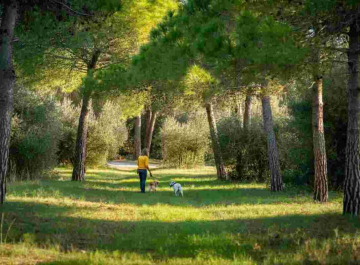 Processionaria in Salento: avvistamenti anticipati nei parchi e boschi destano preoccupazione