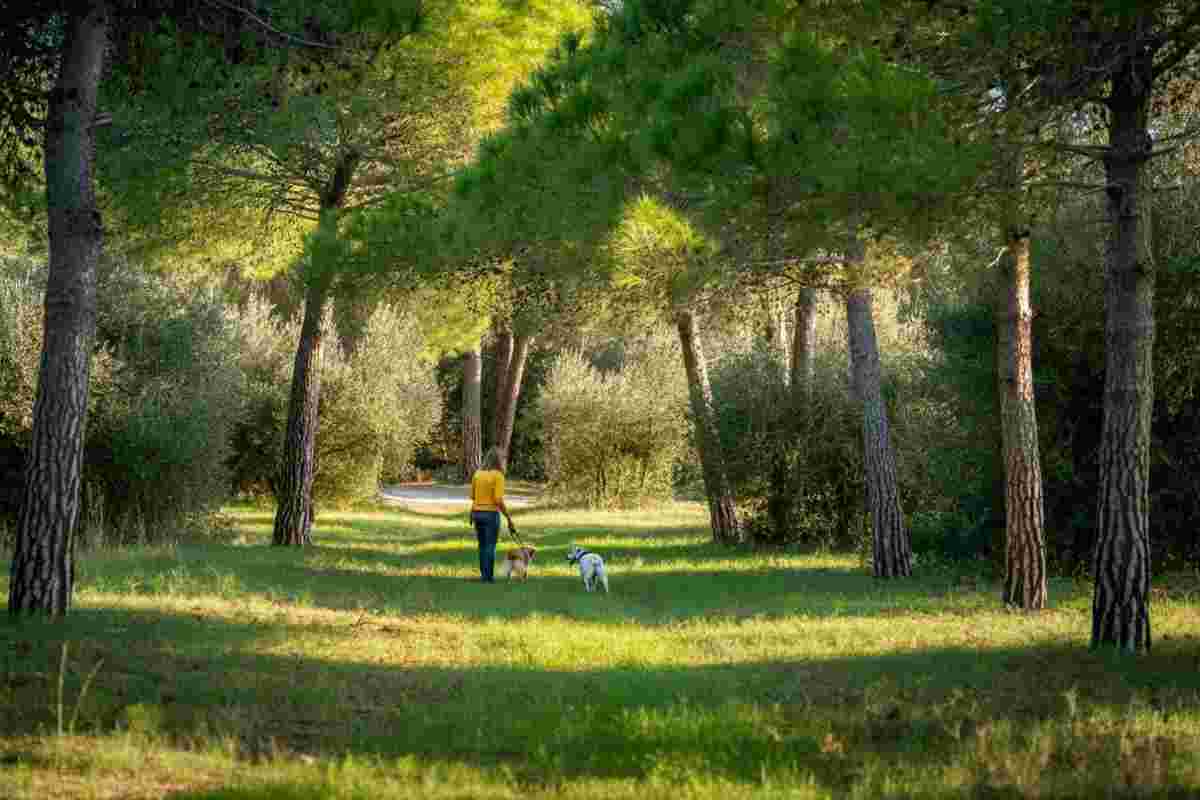 Processionaria in Salento: avvistamenti anticipati nei parchi e boschi destano preoccupazione